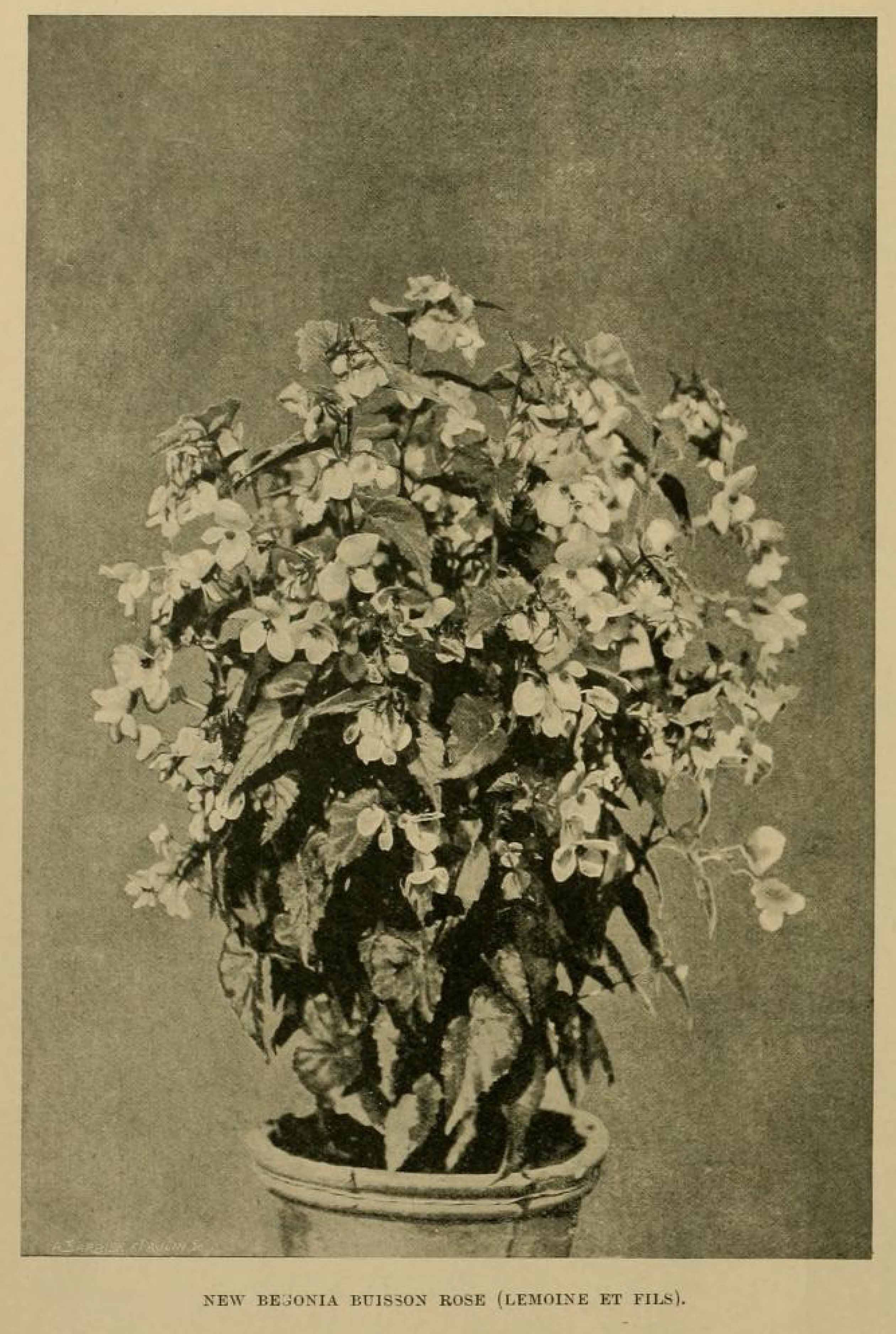 B. ‘Buisson Rose’